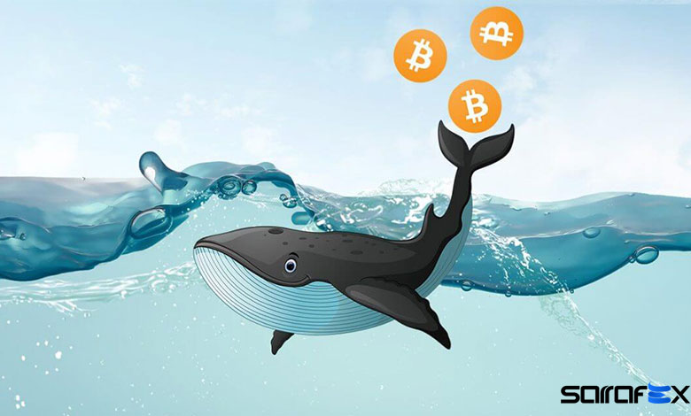 نهنگ در ارز دیجیتال به چه معناست؟